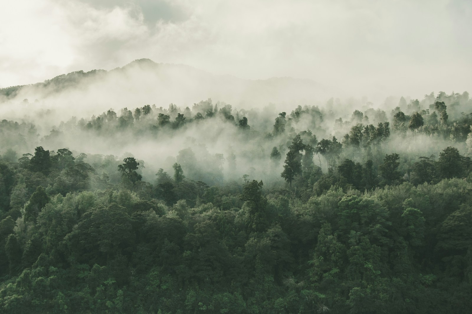 Misty layered forest