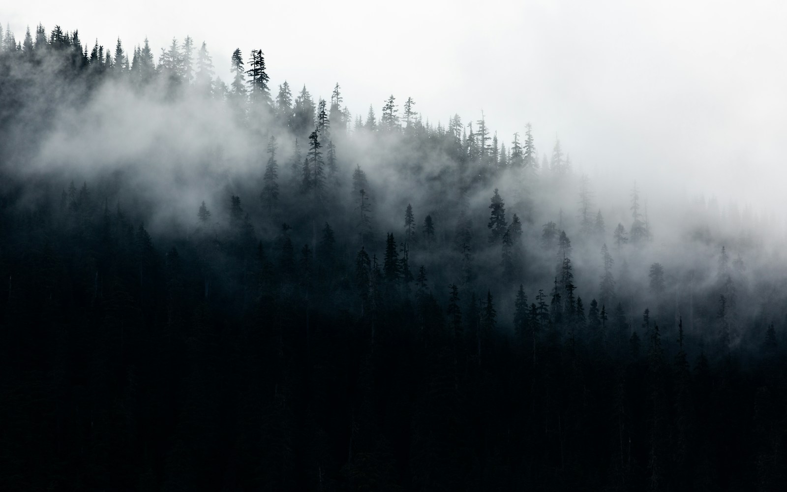 Mist over a forest